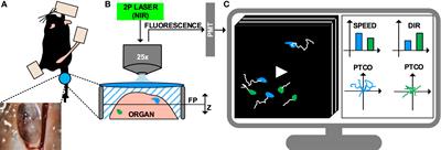 In Vivo Motility Patterns Displayed by Immune Cells Under Inflammatory Conditions